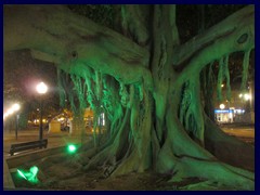 Alicante by night 09 - Parque de Canalejas, this odd tree changes colours at night