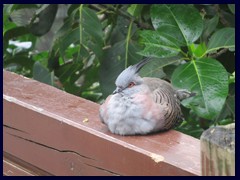 Aviary, Hong Kong Park. 