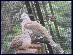 Aviary, Hong Kong Park. 