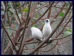 Aviary, Hong Kong Park. 