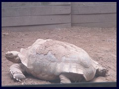 Turtle, Hong Kong Zoo.