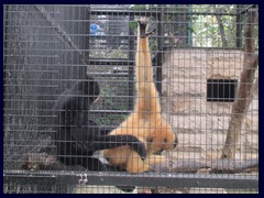 Monkey friends, Hong Kong Zoological and Botanical Gardens.