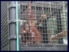 Hong_Kong_Zoo_26