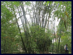 Bamboo tree, Hong Kong Zoo and Botanical garden. Bamboo, a very strong material, is used for many things in Asia,  for example as scaffoldings for construction of highrises!