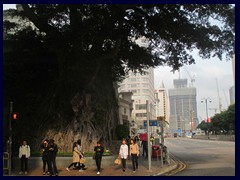 Huge tree at Salisbury Road/Canton Road, Tsim Sha Tsui.