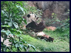 Giant panda, China's most popular animal!