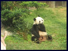 Giant panda, China's most popular animal!