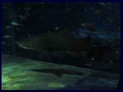 Shark at Ocean Park!