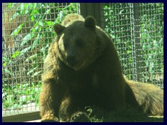 Bioparco Zoo 024