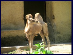 Bioparco Zoo 030