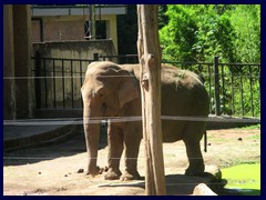 Bioparco Zoo 049